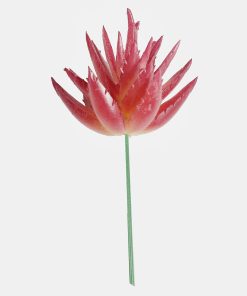 Alternative view of Official Key Items Artificial Succulents - Pink 5 Layered Cape Aloe